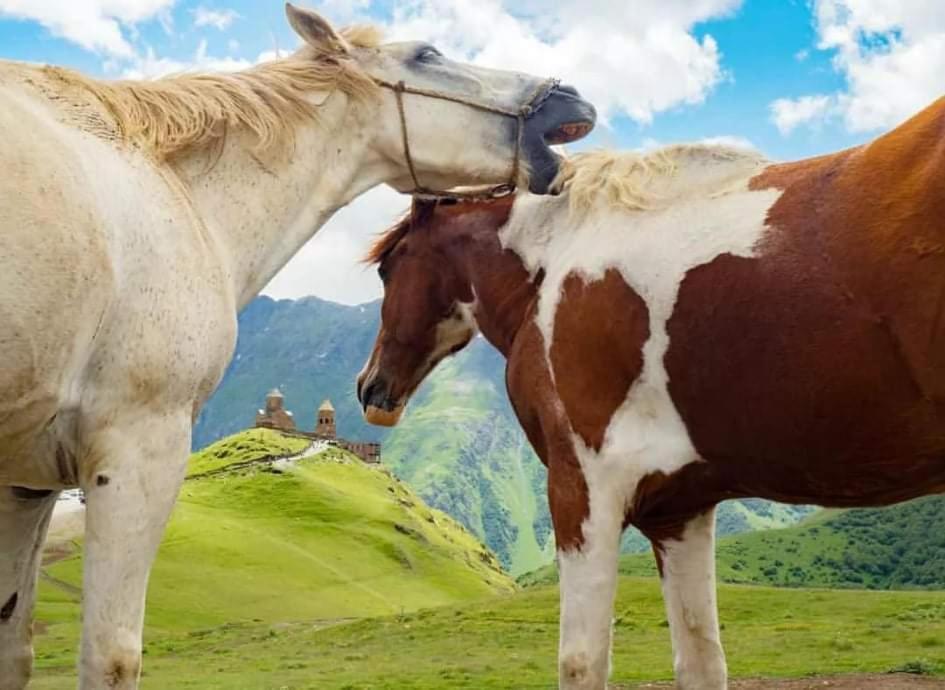 Mariami Hotel Kazbegi Kültér fotó