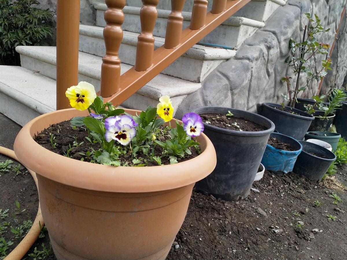 Mariami Hotel Kazbegi Kültér fotó